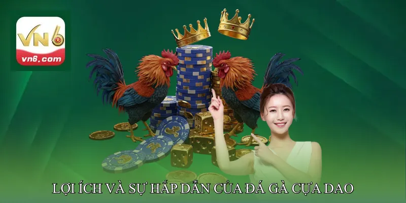 Lợi ích và sự hấp dẫn của đá gà cựa dao