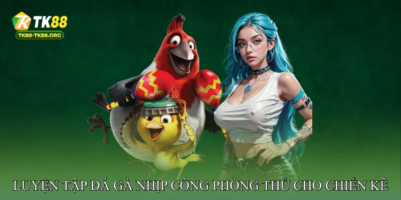 Luyện tập đá gà nhịp công phòng thủ cho chiến kê