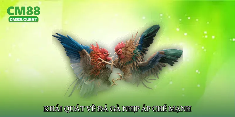 Khái quát về Đá gà nhịp áp chế mạnh